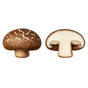 Shiitake (Twardnik Japoński)