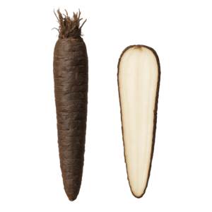 Skorzonera (wężymord)