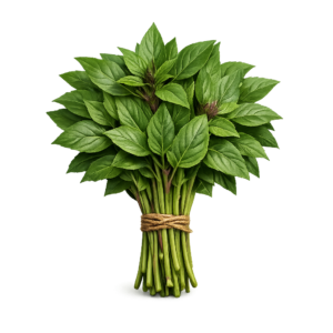 świeża bazylia tajska pęczek 100g zioła do kuchni azjatyckiej boxujemy