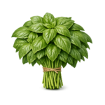 świeża bazylia włoska genovese liście do pesto boxujemy