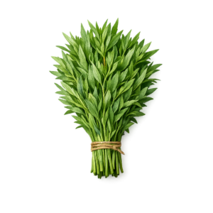 estragon świeży pęczek 100g zioła kuchnia francuska boxujemy