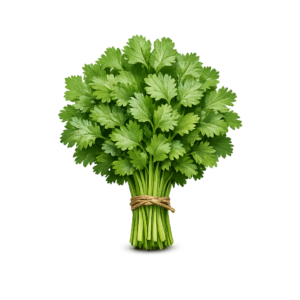 kolendra świeża pęczek 100g zioła kuchnia azjatycka boxujemy