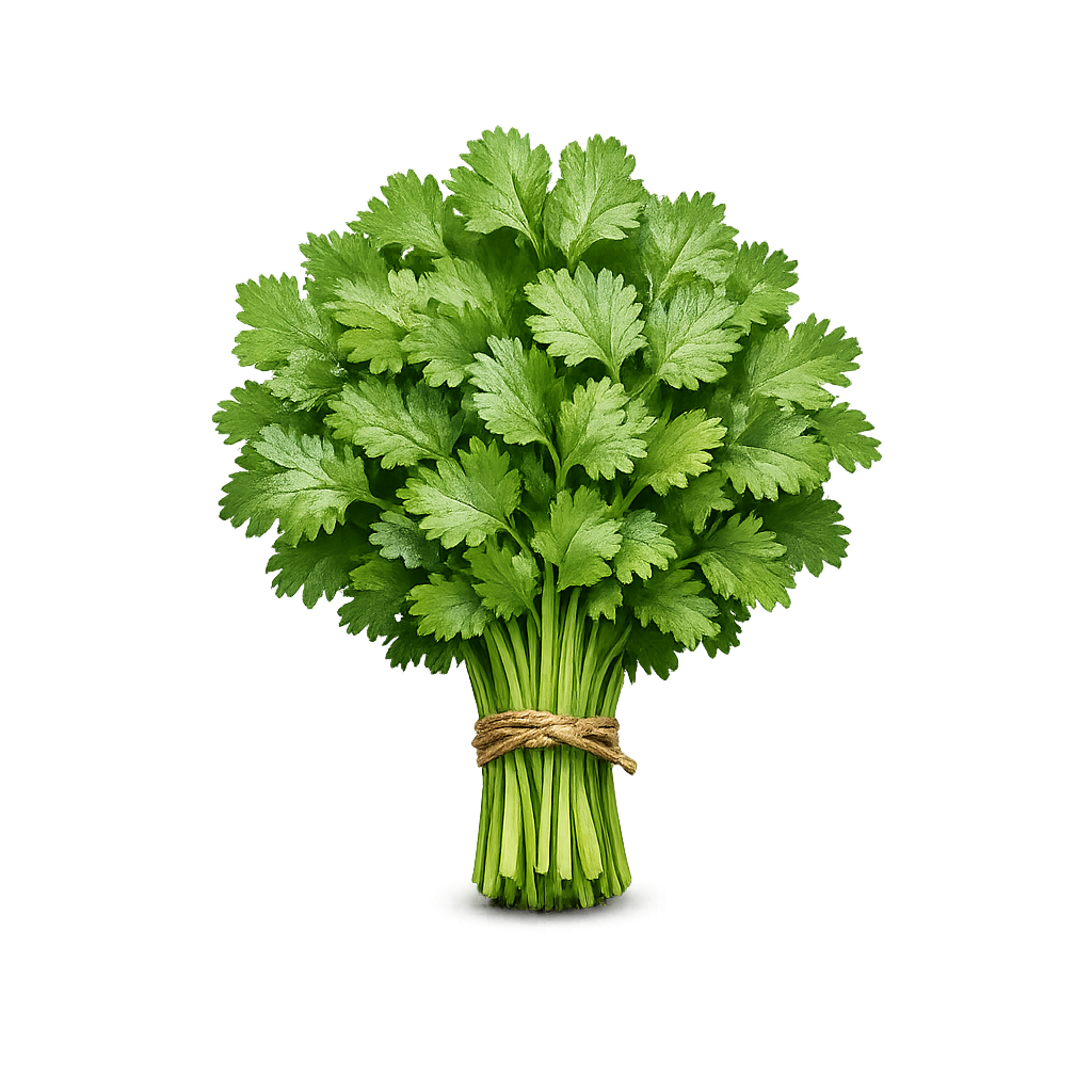 kolendra świeża pęczek 100g zioła kuchnia azjatycka boxujemy
