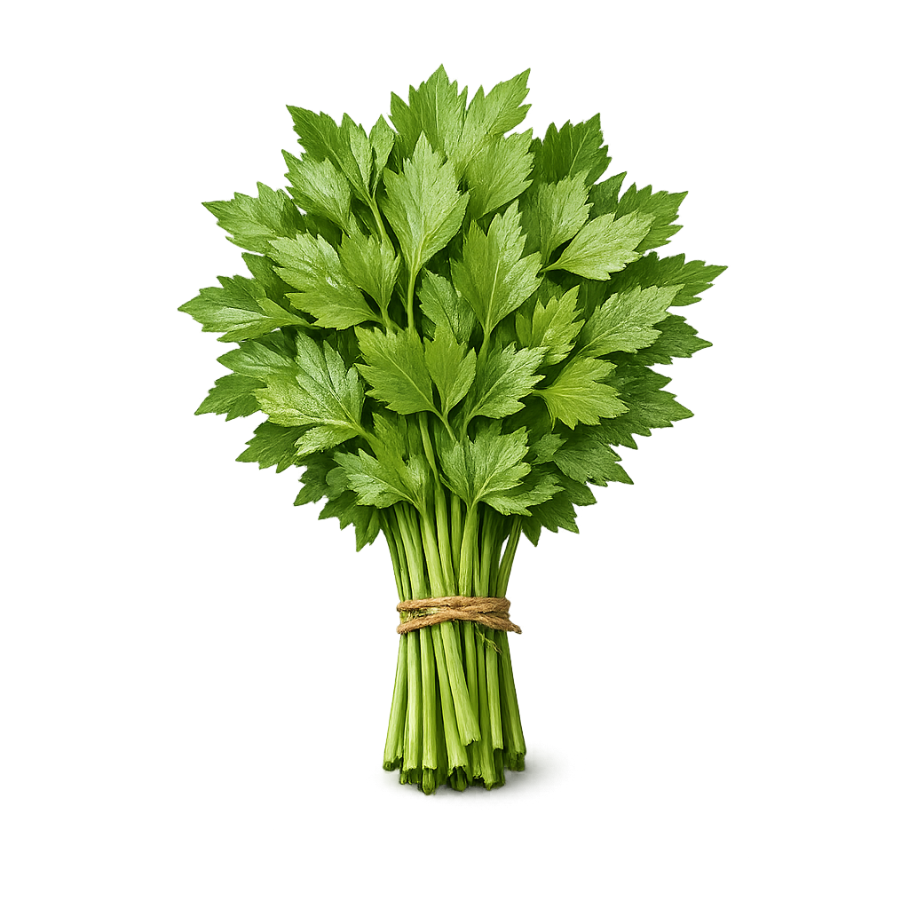 lubczyk świeży pęczek 100g zioła domowa maggi do rosołu boxujemy