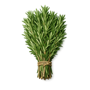rozmaryn świeży pęczek 100g zioła śródziemnomorskie